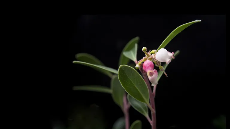 The endangered Franciscan manzanita found at the Doyle Drive construction site won't be planted at the Parkway, but may show up in other areas of the Presidio.