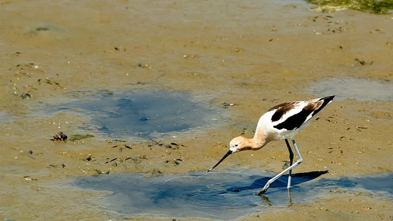 American avocet
