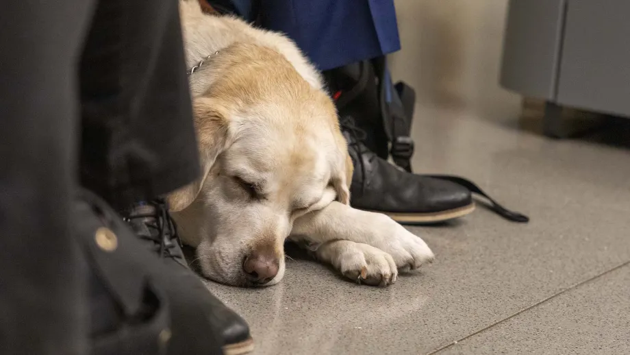 A napping service dog at the Accessible Futures Conference.