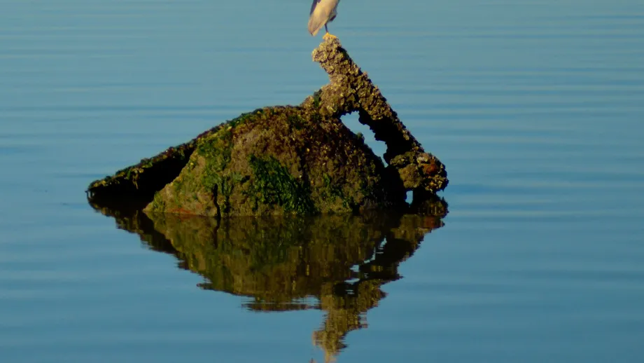 Black Crowned Heron