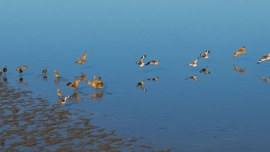 MLK Regional Shoreline