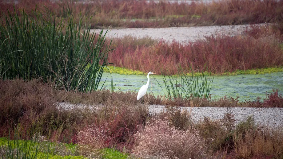 A Great Egret sits on marshland of the Don Edwards Wildlife Refuge