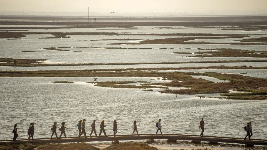Design team members walk around the marsh on a wooden deck