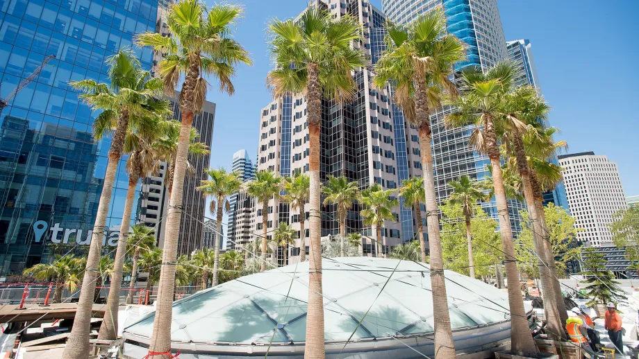 palm trees on rooftop garden