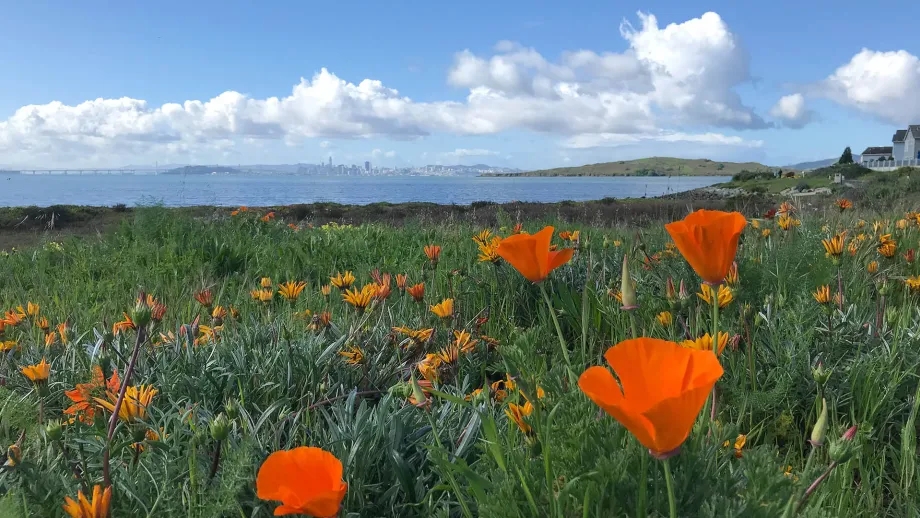 California poppies on the coast of Contra Costa County.
