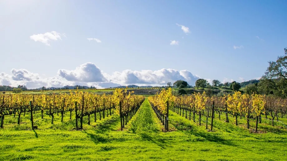 Beautiful fall colors in a Vineyard in Napa, California.